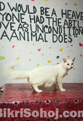 Semi Persian cat White adult female cat